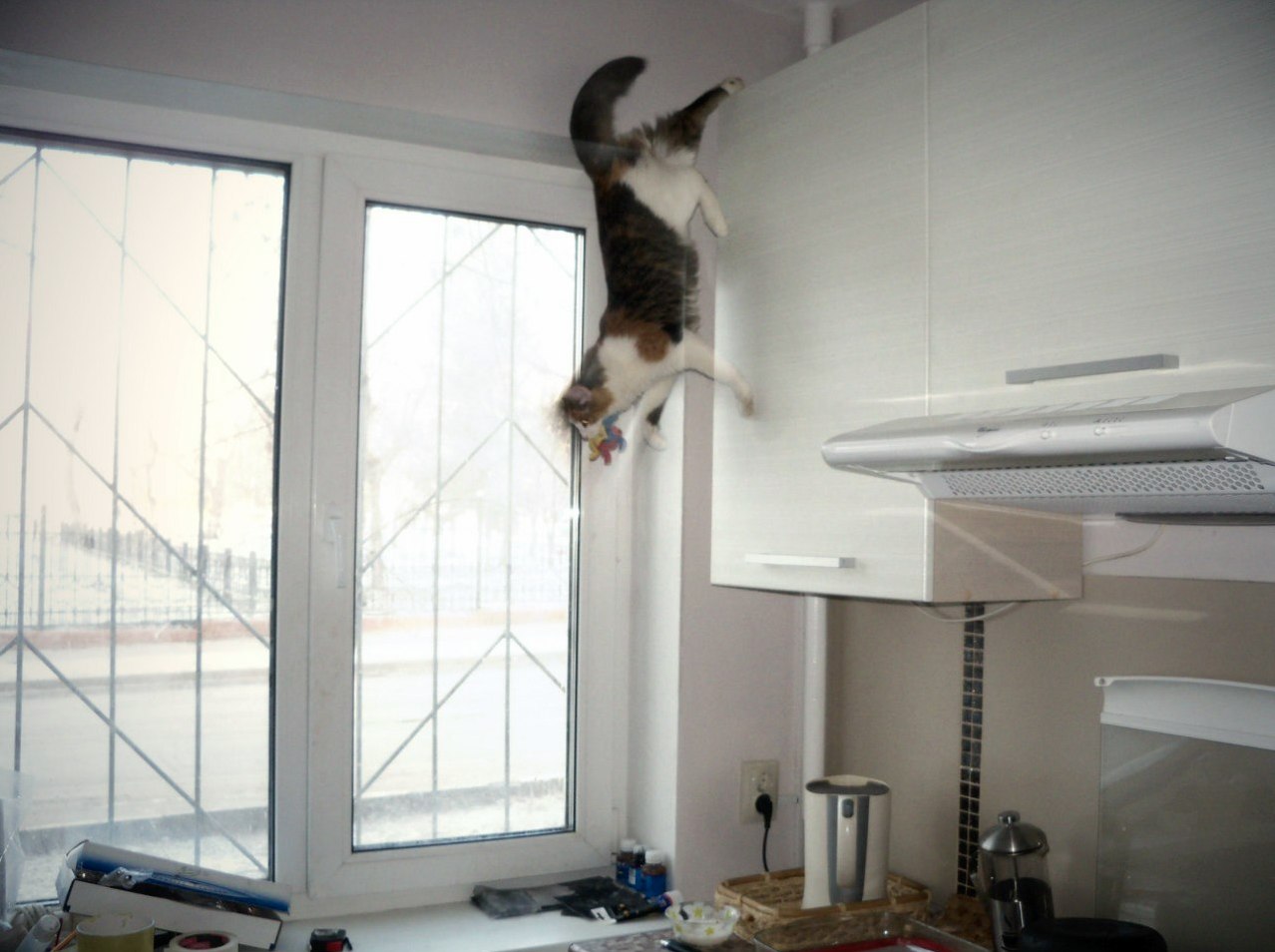 Sonya the Gravity Denying Cat