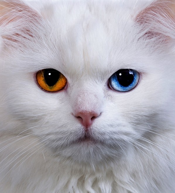 Spectrum Eyes