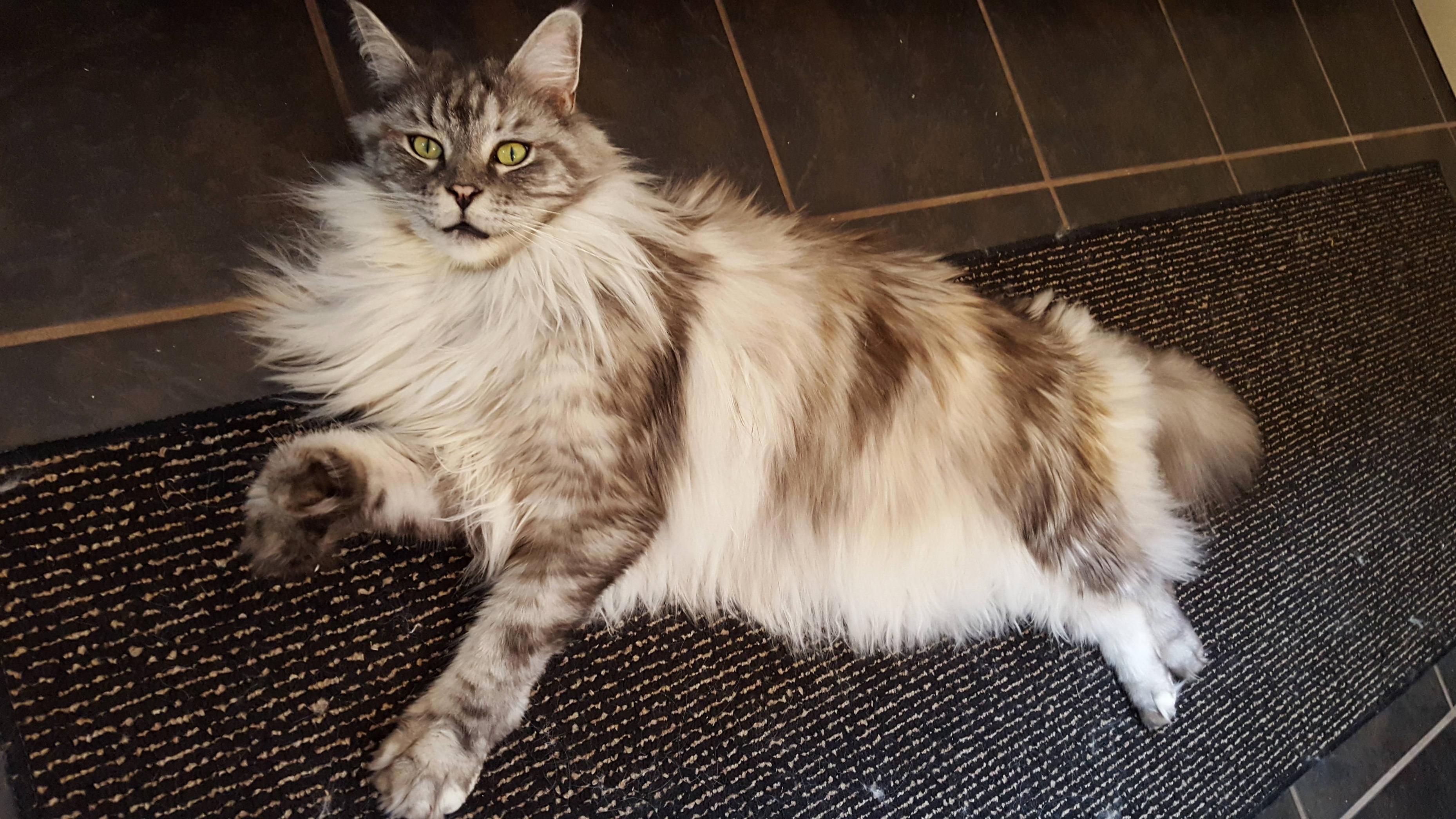 Sprawled Out in the Summer Heat.