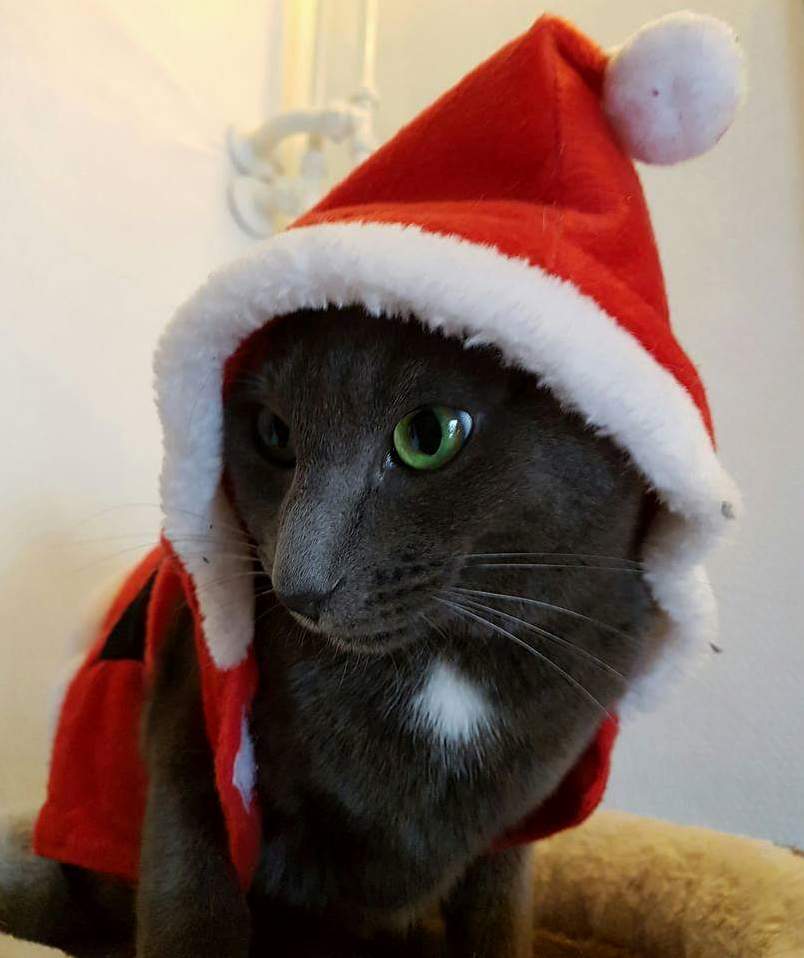 Still in Time Merry Christmas