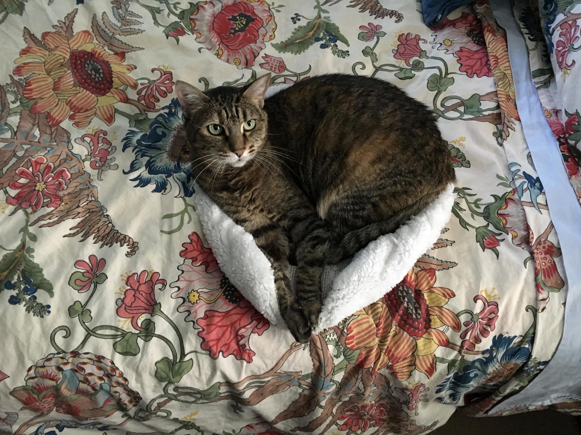 Stinky Loves Her New Cat-bed