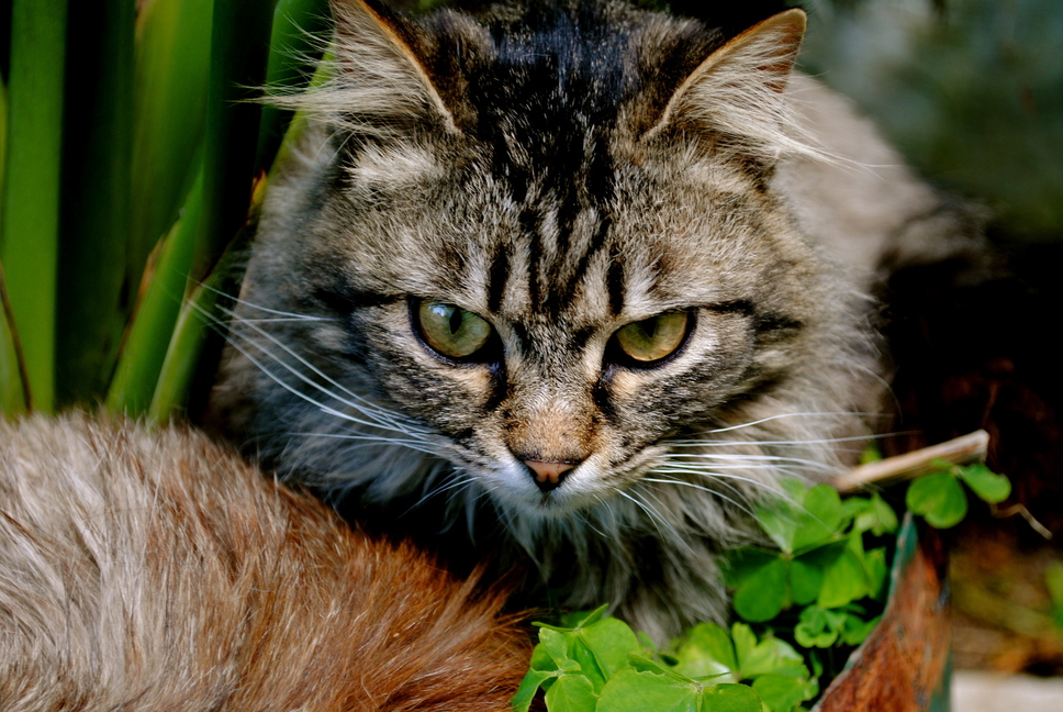 Stray Cat I Found Wanted a Staredown