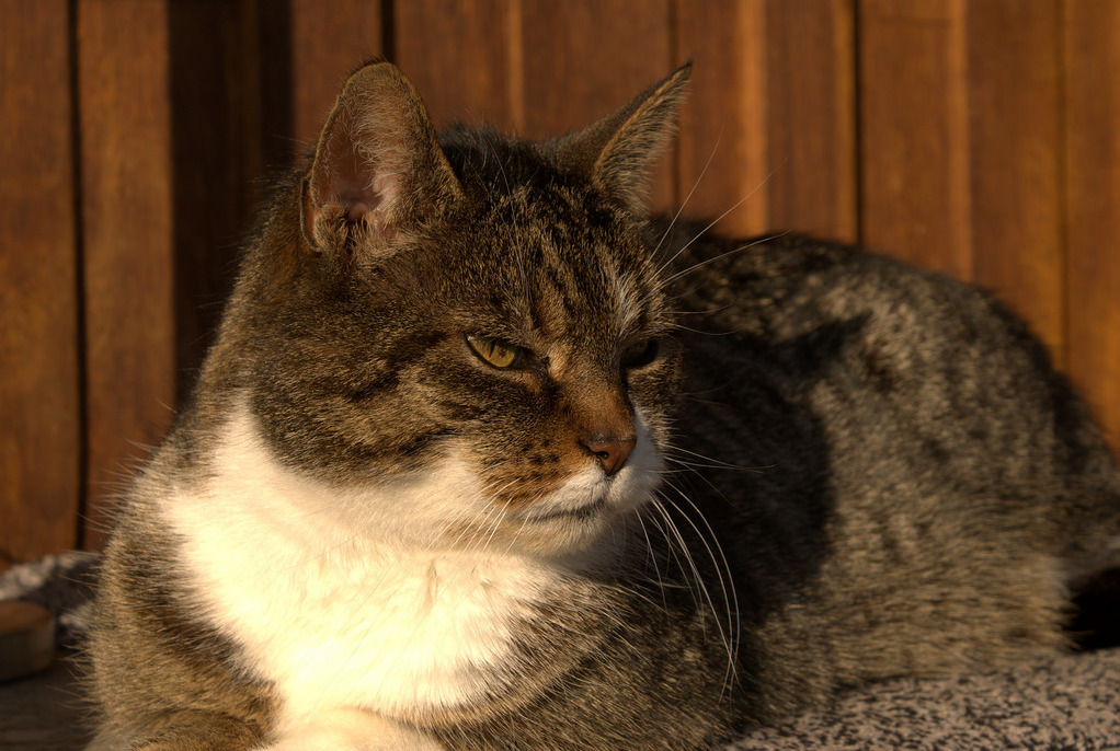 Sultan Is Taking a Rest in the Evening Sun. Good Times for All the Mice Out There...
