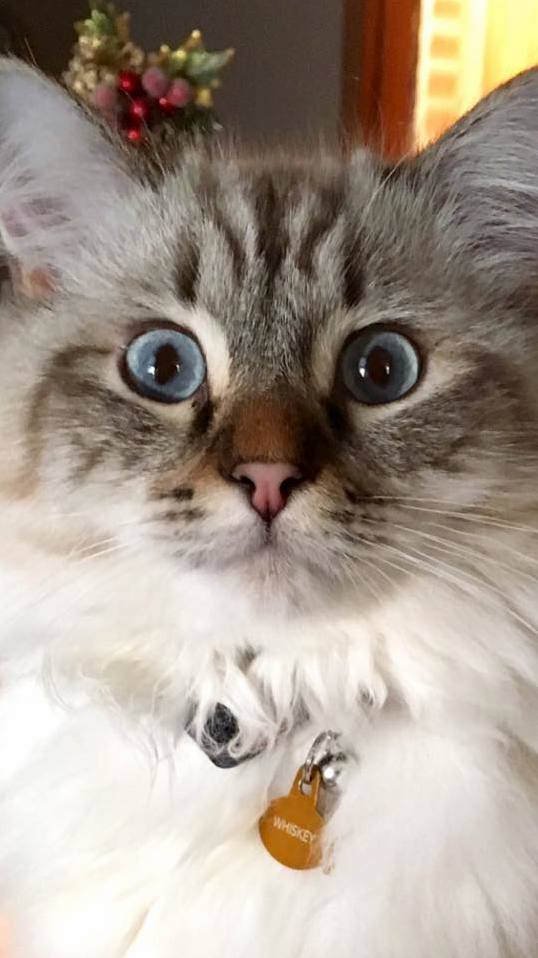 Surprised My Cat Whiskey When Taking a Photo This Morning...