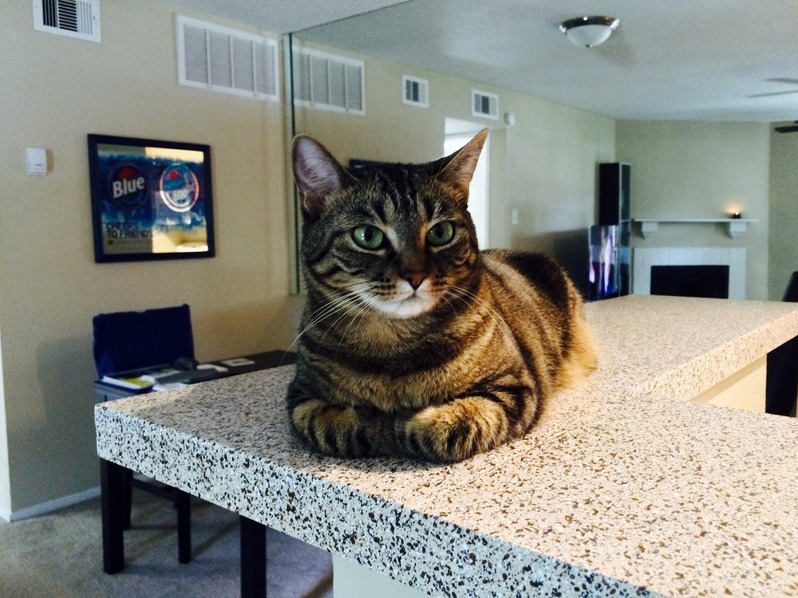 Texas Tabby Named Clare