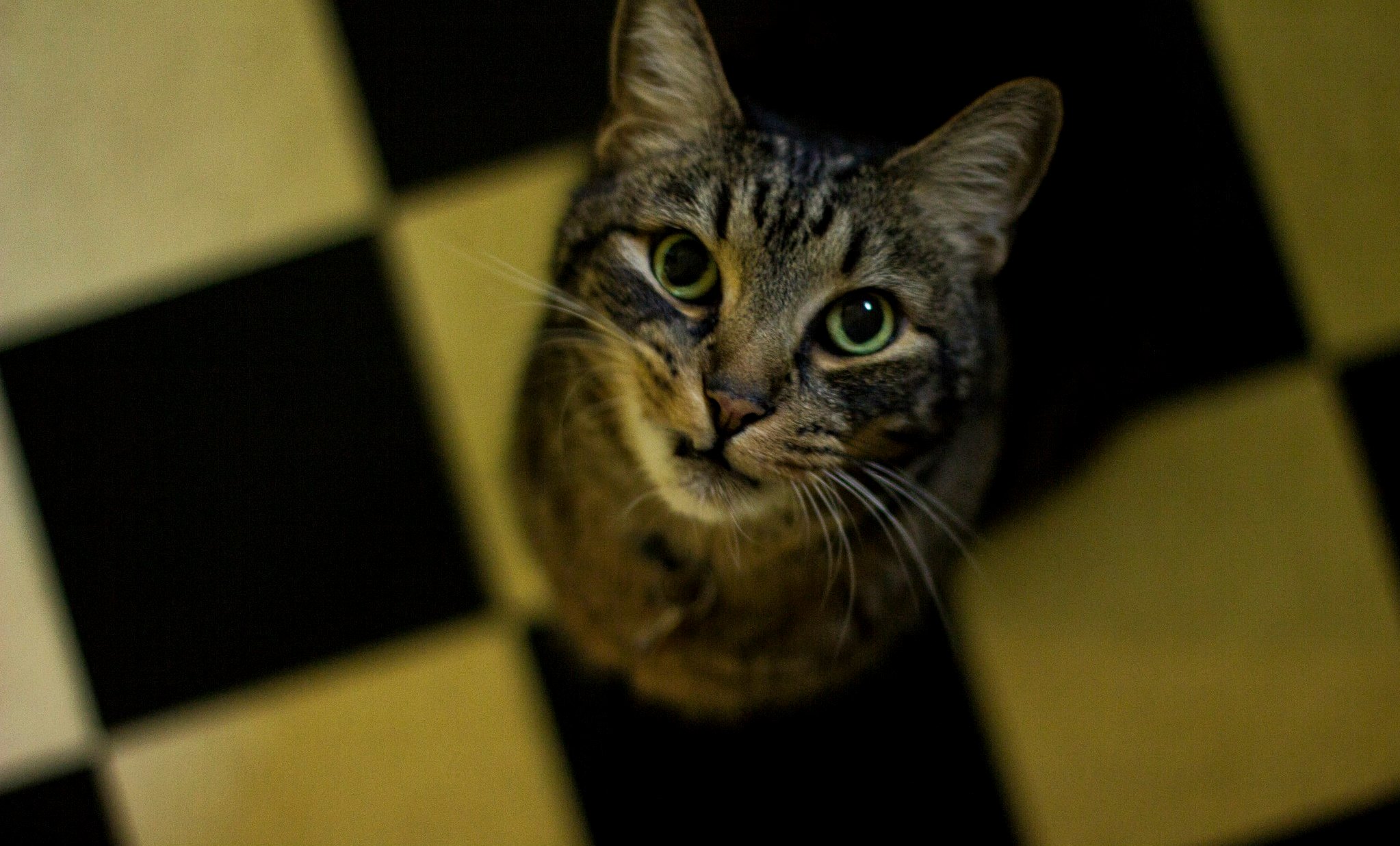 Thanks Ziggy for Letting Me Be Your Guardian for 16 Years. It Was Pure Love and I Miss You Severely Already.