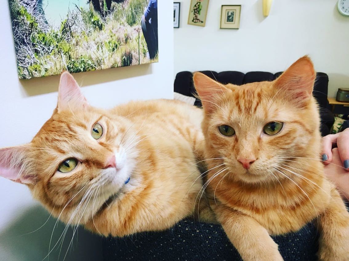 The Brothers Ginge