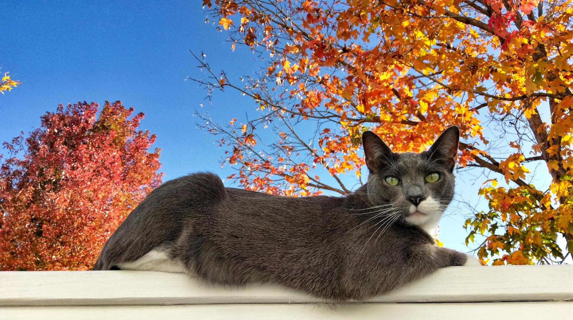 The Fall Cat