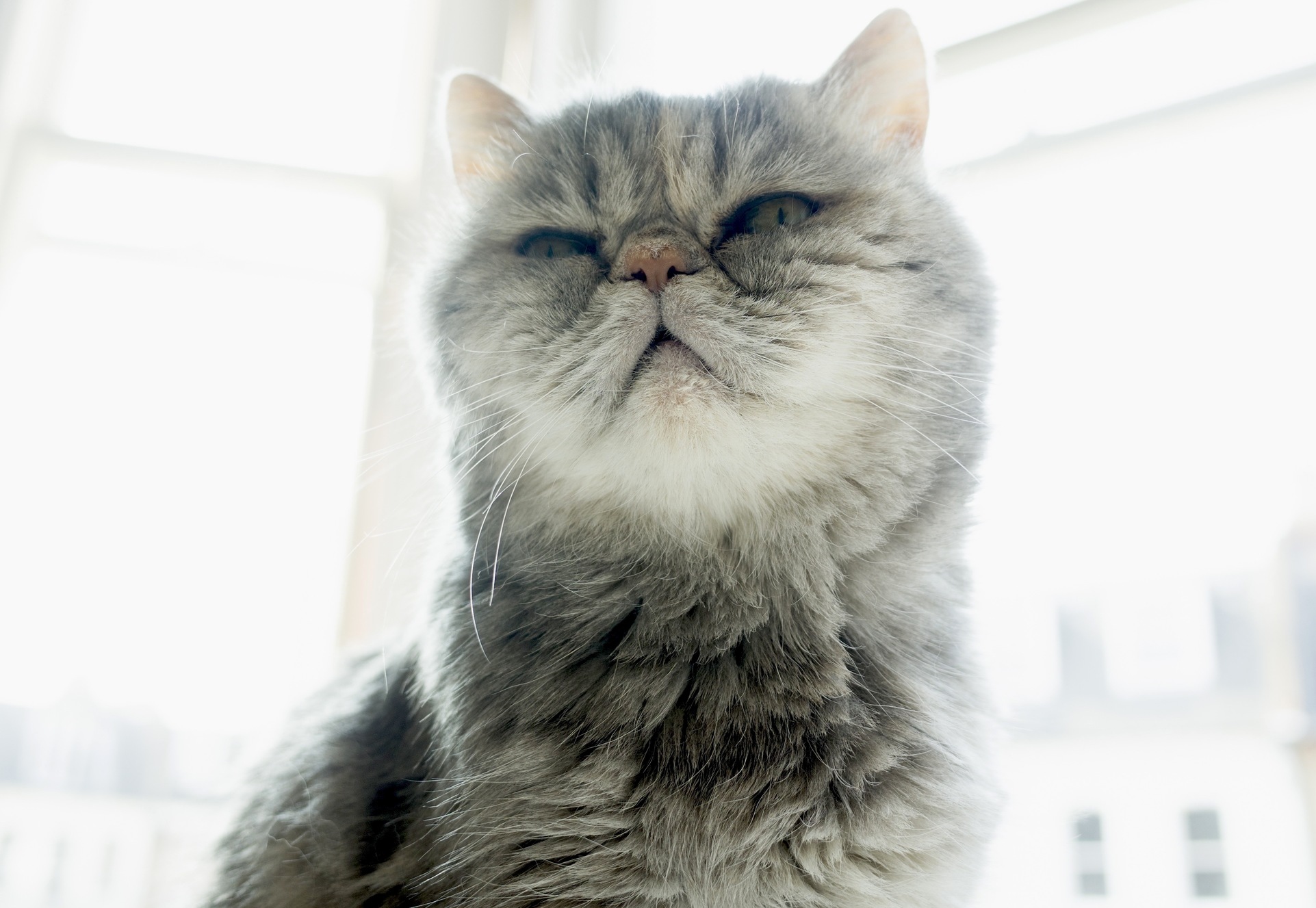 The House Bandit