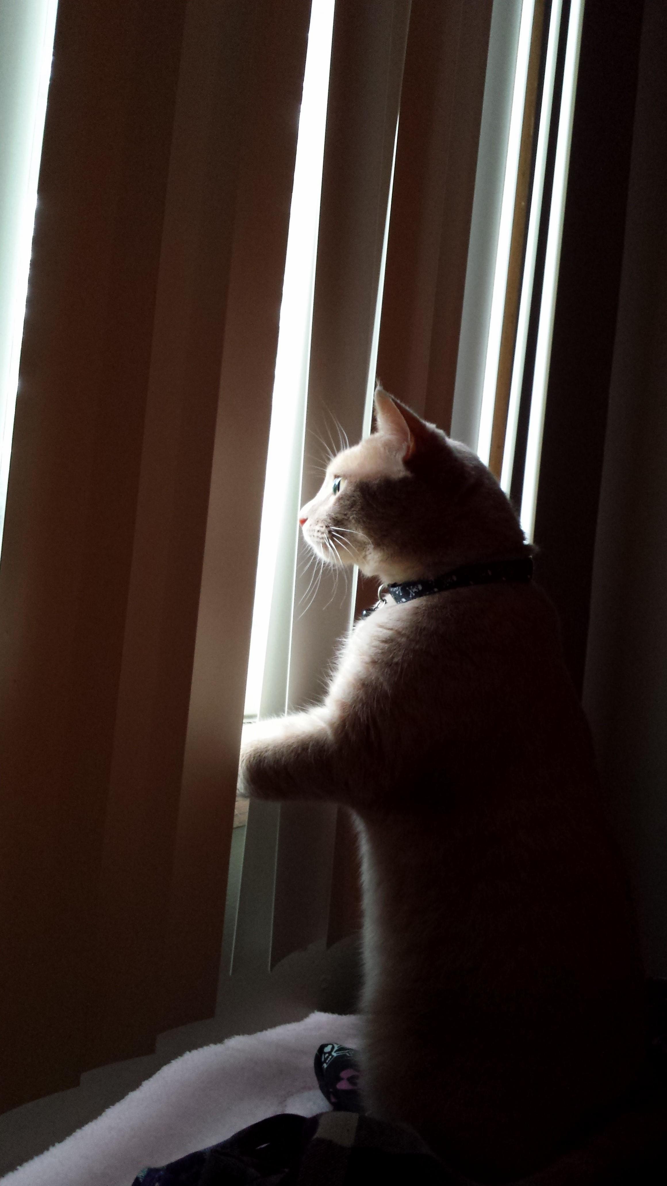 The Morning Hunt.