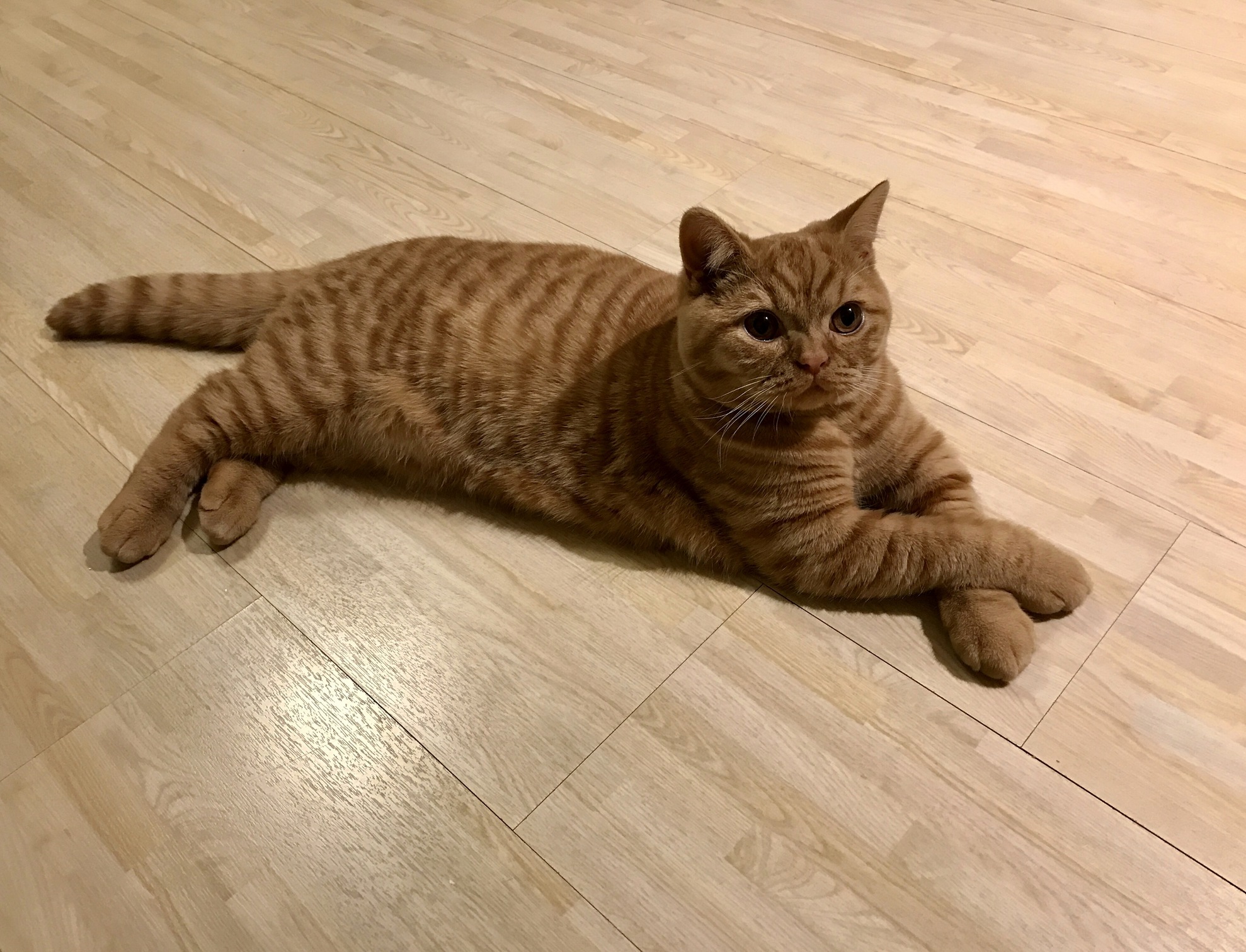 The Most Interesting Cat in the World Wishes You All a Nice Weekend