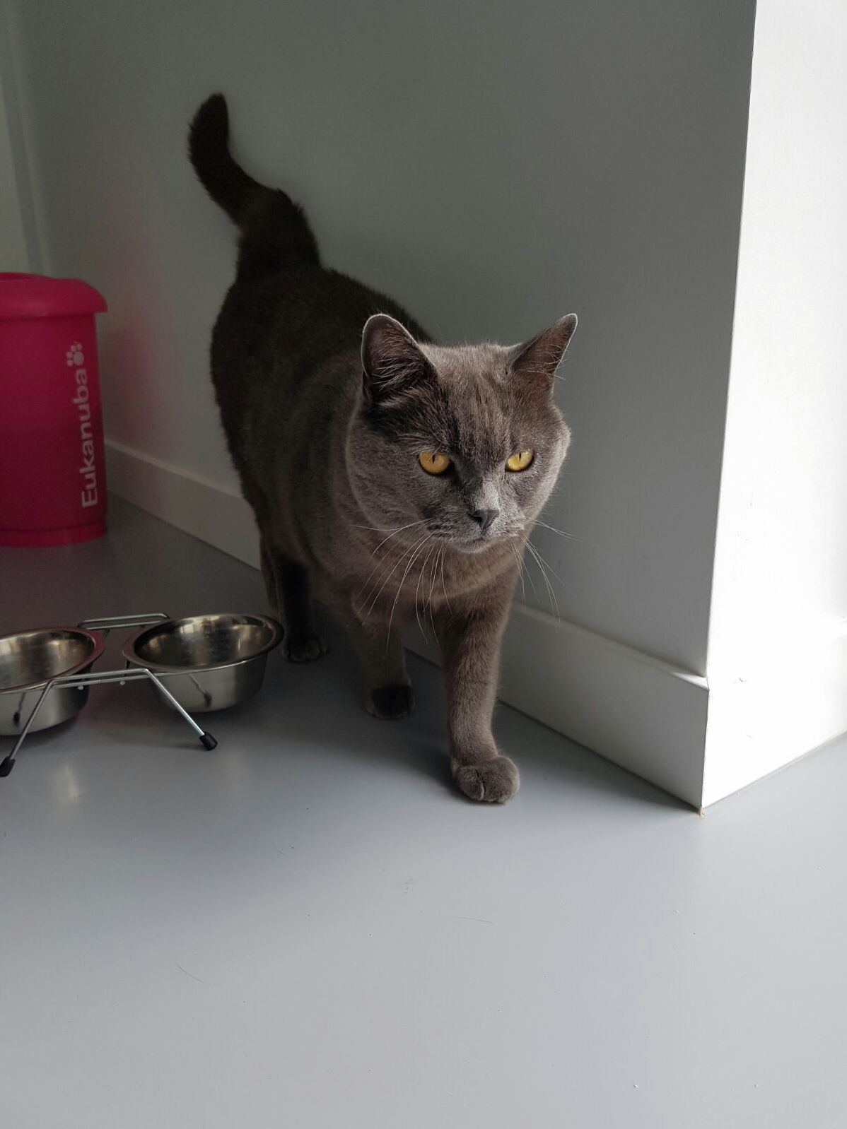 The Neighbors Cat Sneaking Into Our Kitchen