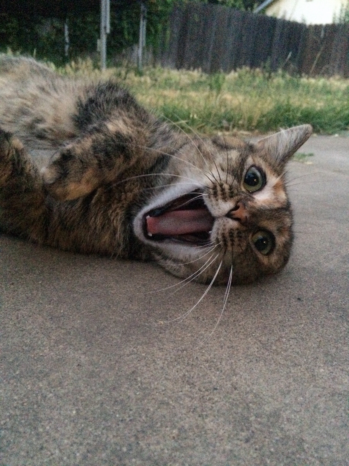 The Scream by Edvard Meownch