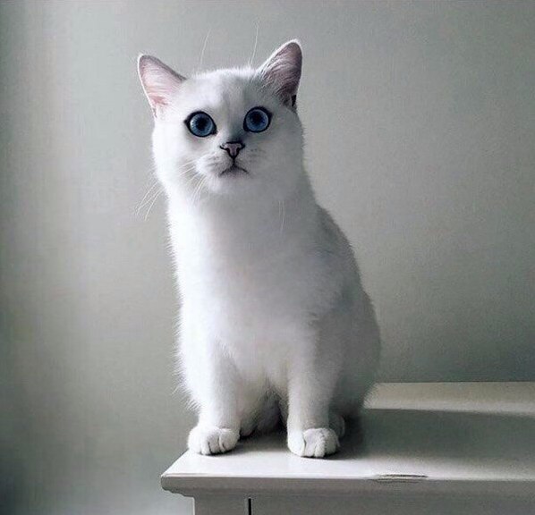 The Snow-white Fur and Eyes Oceans