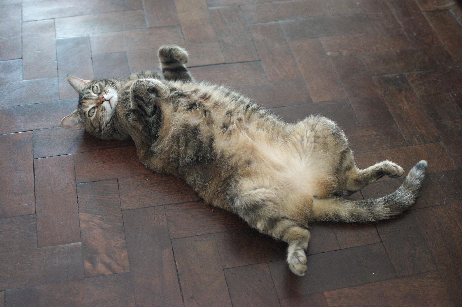 The Stress Personified