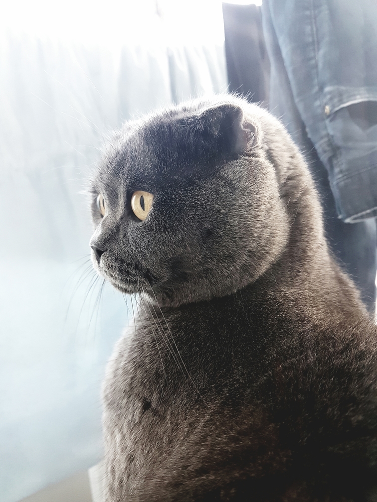 The Thinker