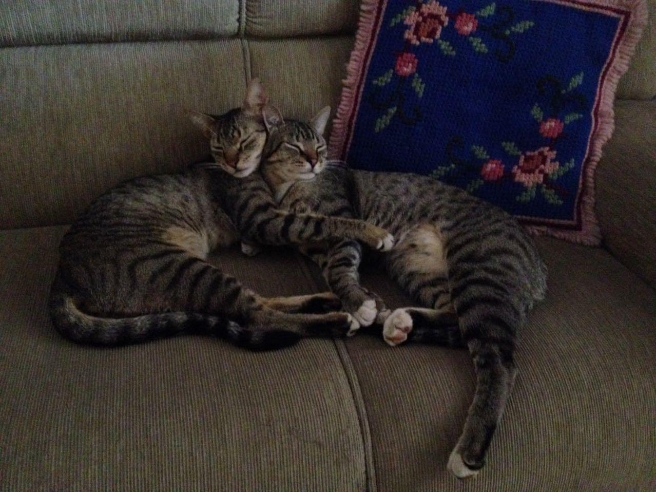The Twins. Yellow Twin and White Twin.