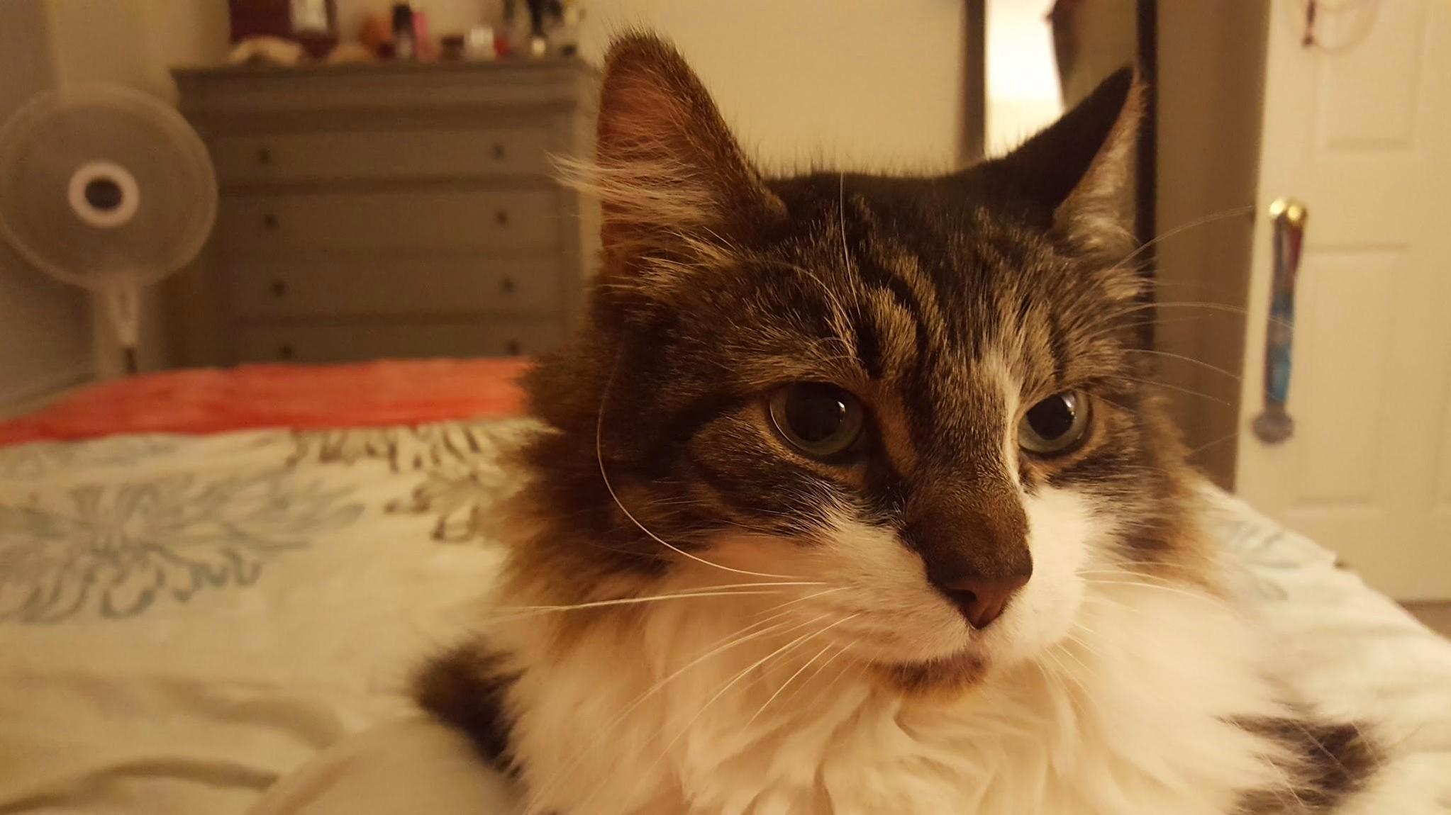 The View of My Fluffy Chest Warmer Before Turning Off the Lights at Night