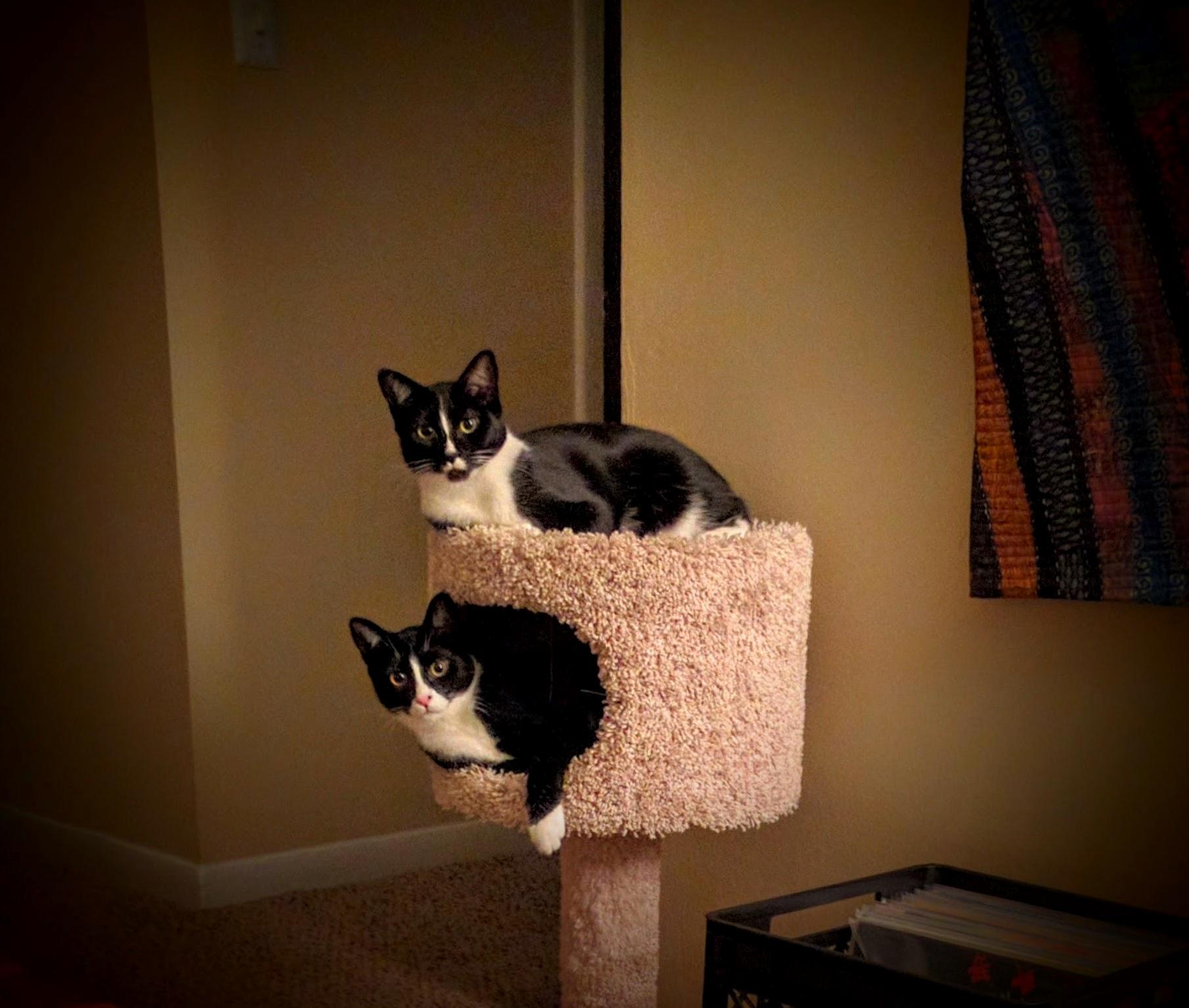 Their Cuteness Is Constant