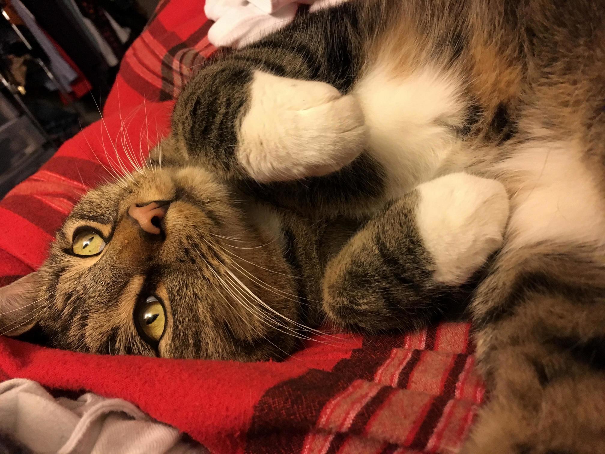 There Is Nothing More Comforting Than Petting the Ones You Love in These Troubled Times...