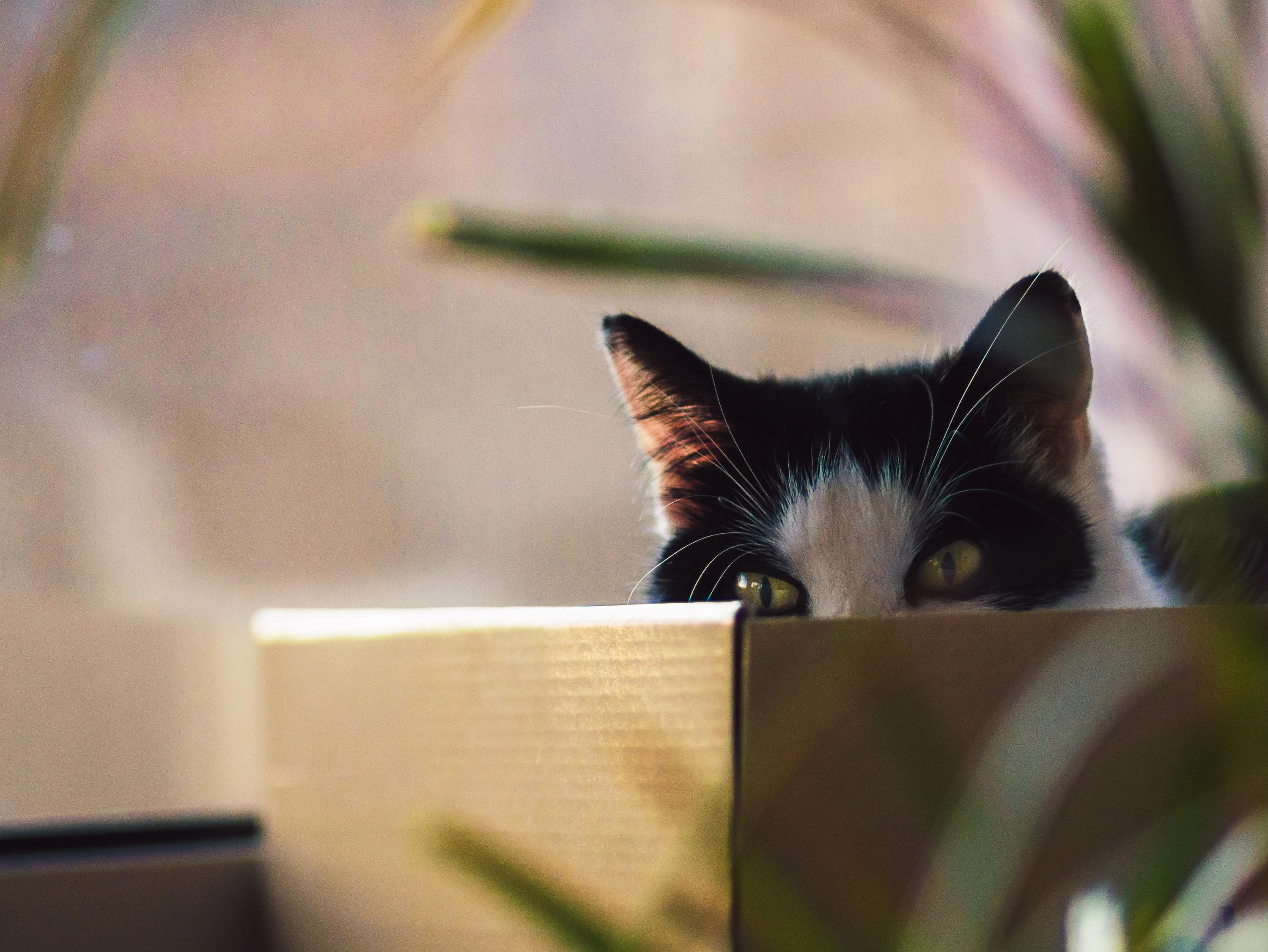 Think Inside the Box