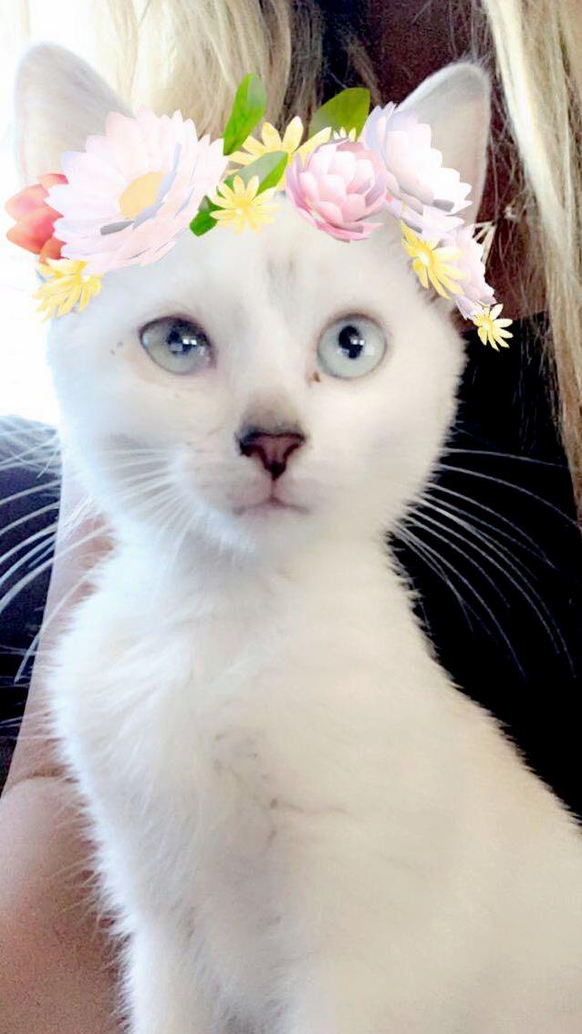 This Baby Survived Having Her Neck and Paw Trapped in a Goal Net for a Day Eye Infection and Scorpion Sting. Her Name Is Polar.
