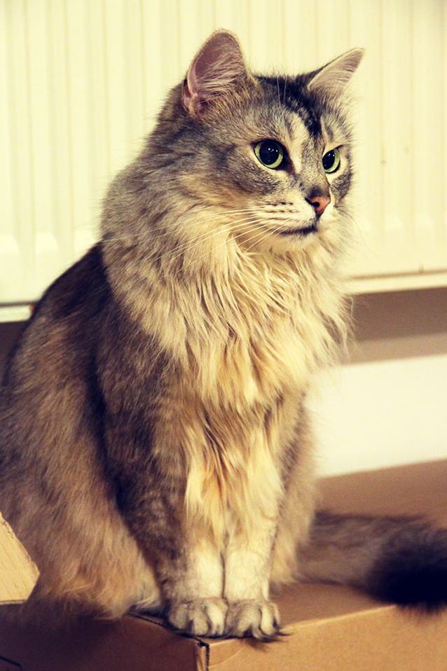 This Beautiful Furbag Had to Leave Us Today After Spending All This Time with Him I Wanted You All to Get to Know Loki. We Will Miss Ya.
