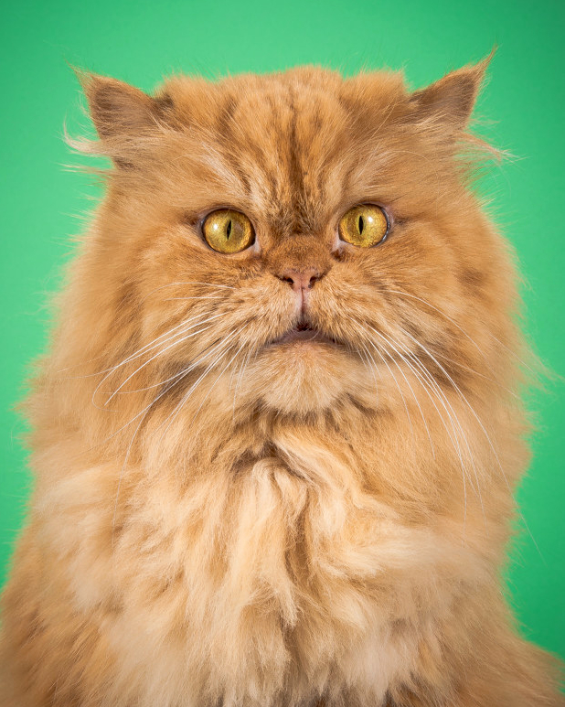 This Cat Has Seen Some Shit