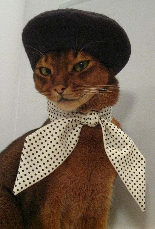 This Cat Is Wearing a Hat