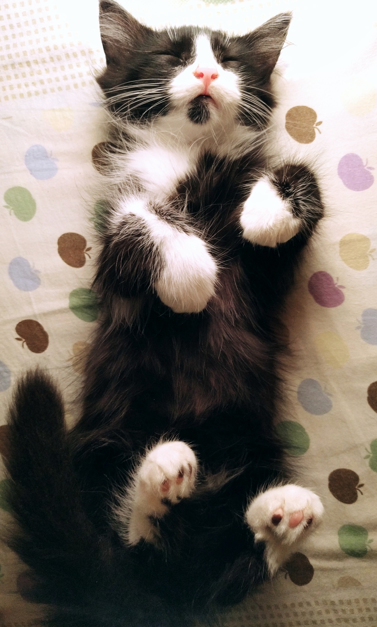 This Cutie Was Left on the Street in a Box Outside My Brothers Workplace So We Took Her in