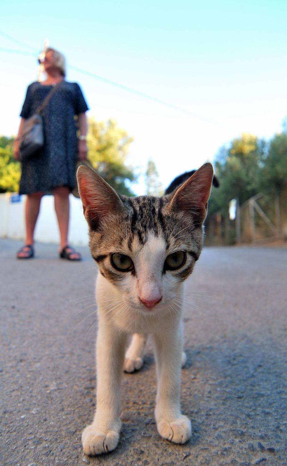 This Greek Cat