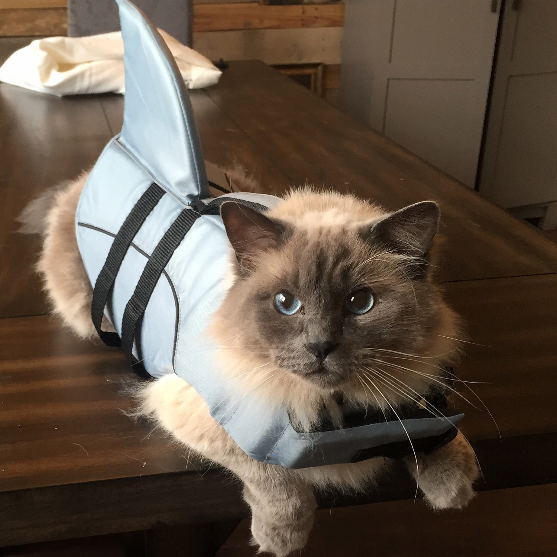 This Is Alfred Our Ragdoll Who Is Chill Enough to Get Put in the Dogs Clothes in Addition to His Own.