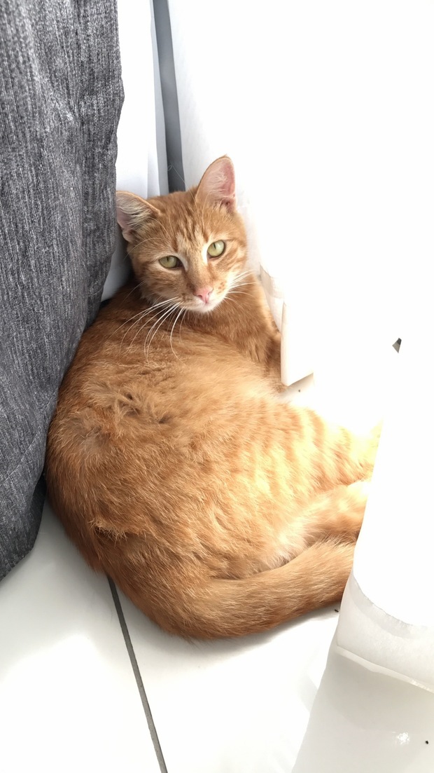 This Is Amber Amber Says Hi