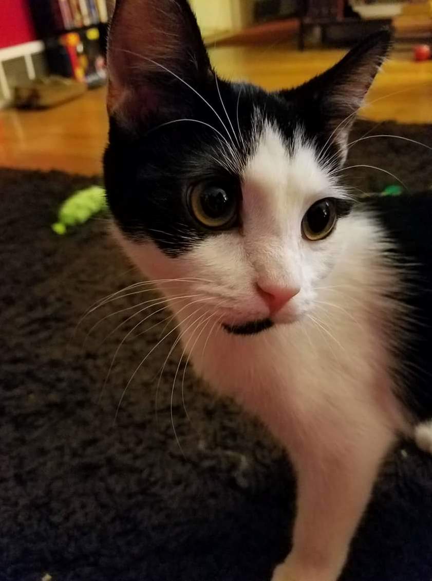 This Is Banshee the Murder Loaf