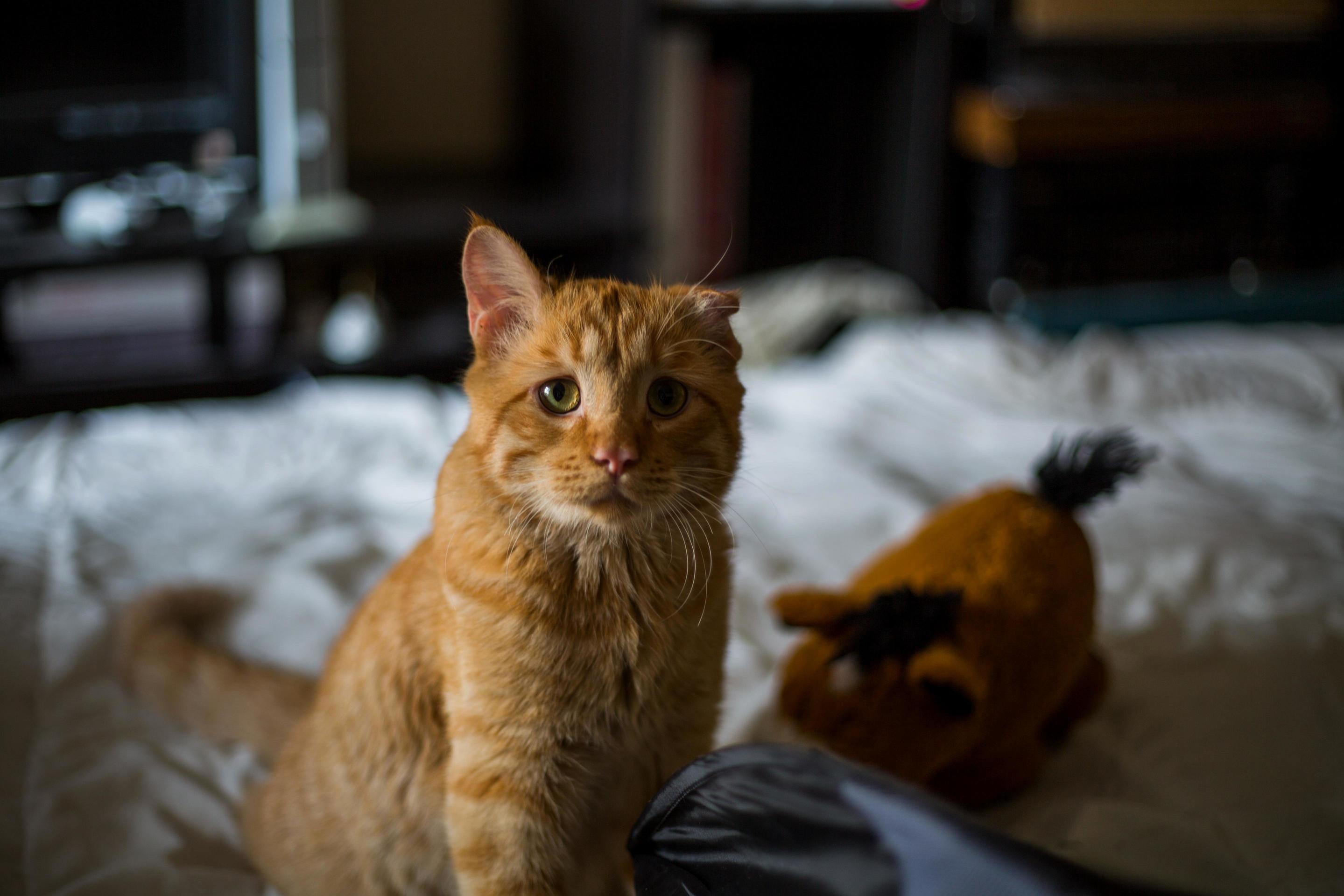 This Is Benben. That Is His Fat Pony Toy.