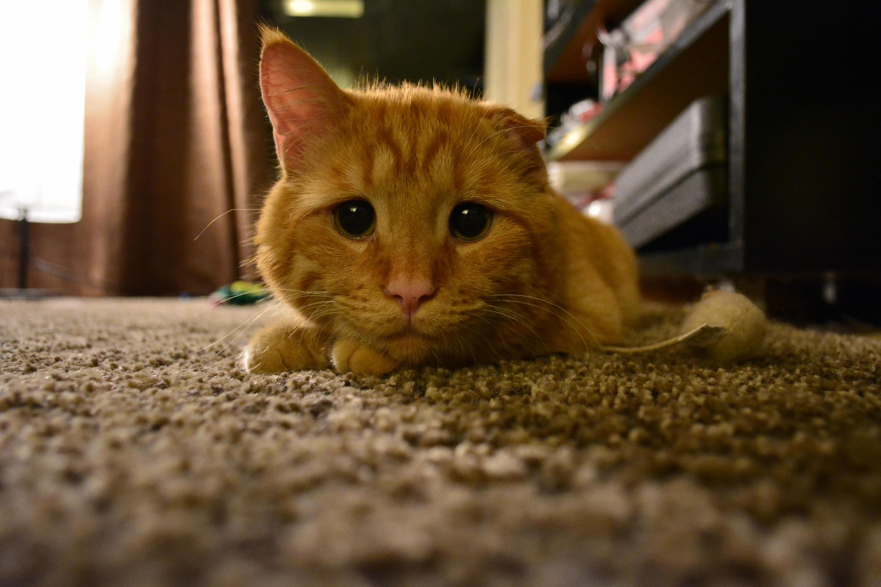 This Is Benben. We Caught Him Smiling for Once.