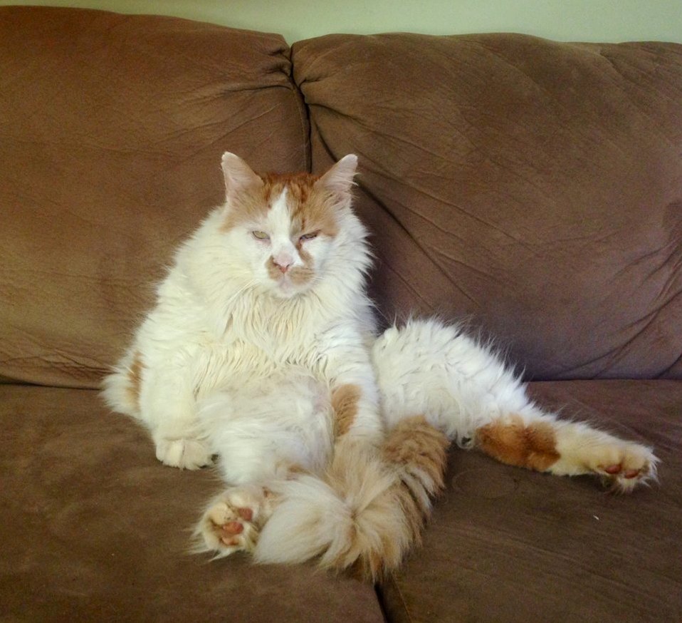 This Is Cheeto