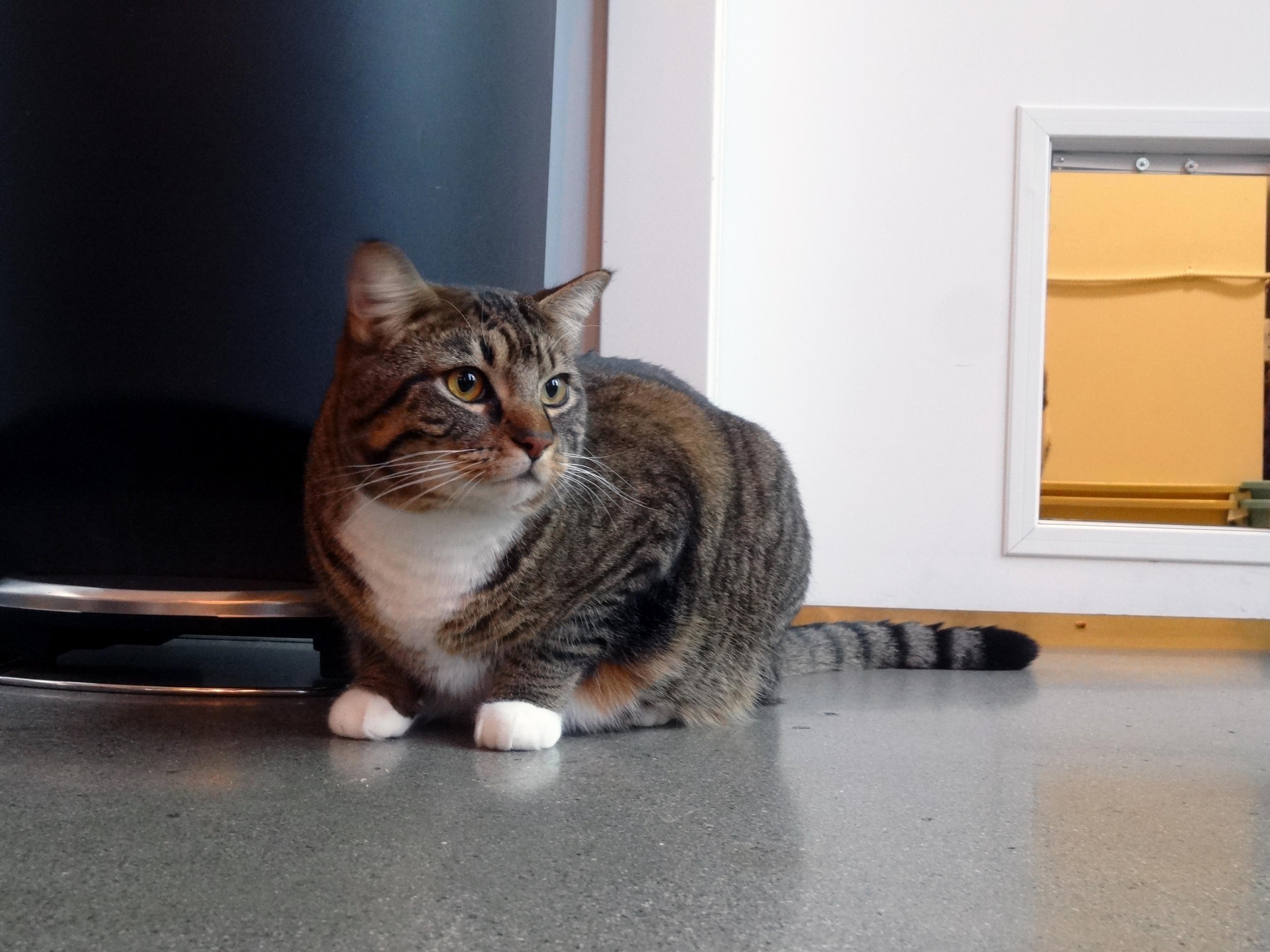 This Is Chester. Hes Kinda Fat but We Love Him Anyway.