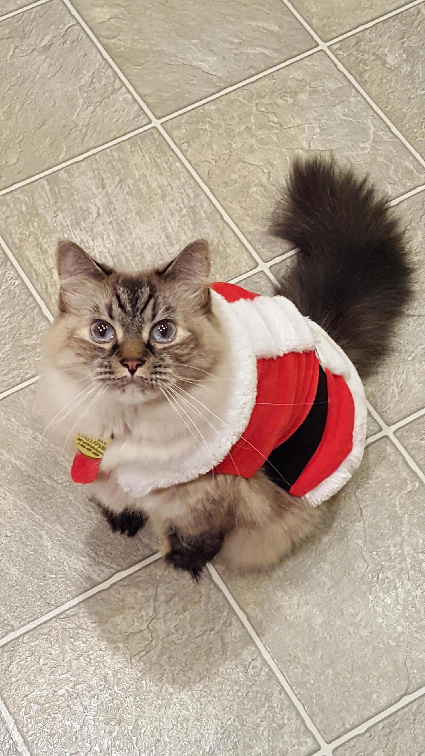 This Is Dr Hawking She Looks Cute Af in Her Santa Outfit