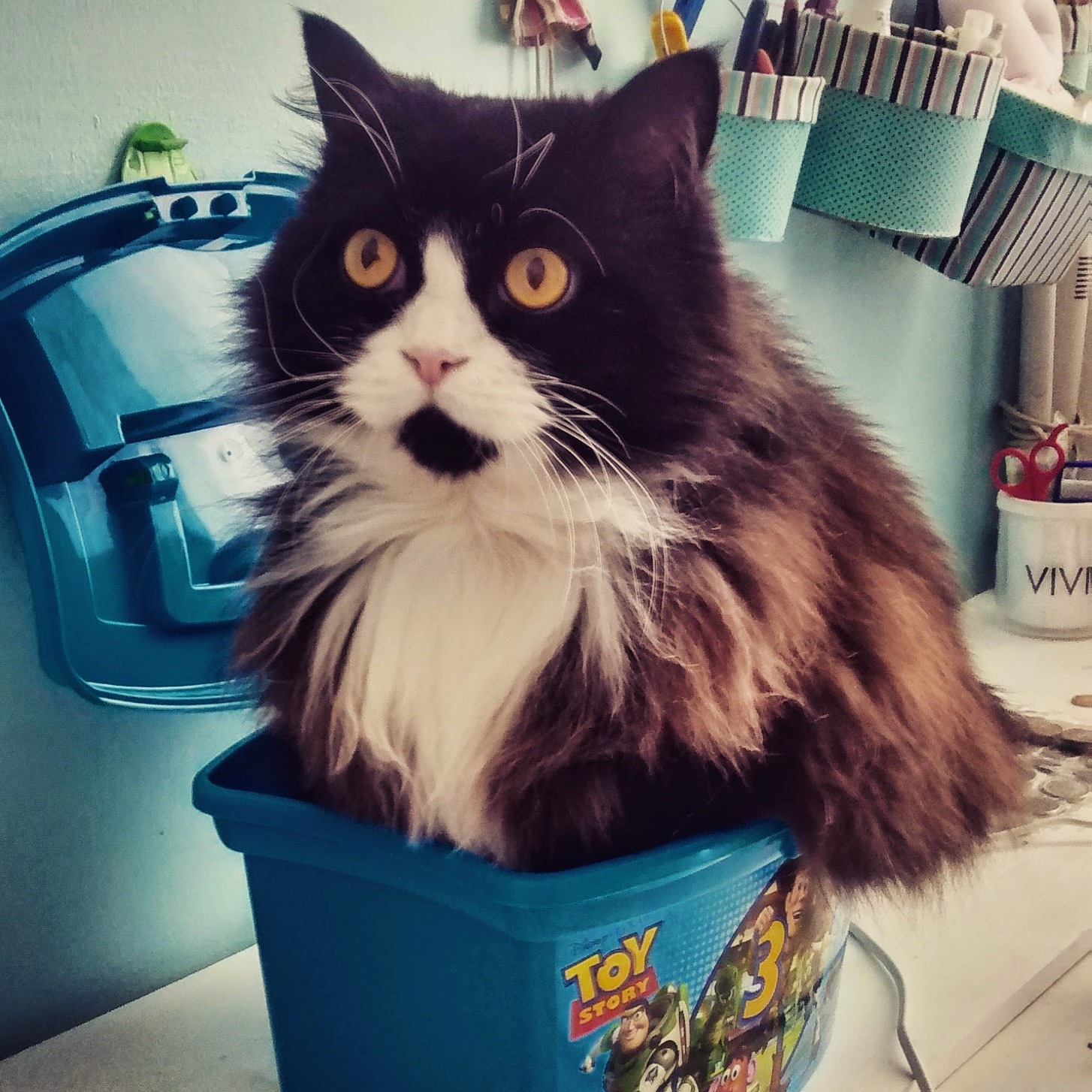 This Is Flecha My 10 Year Old Half-persian Cat