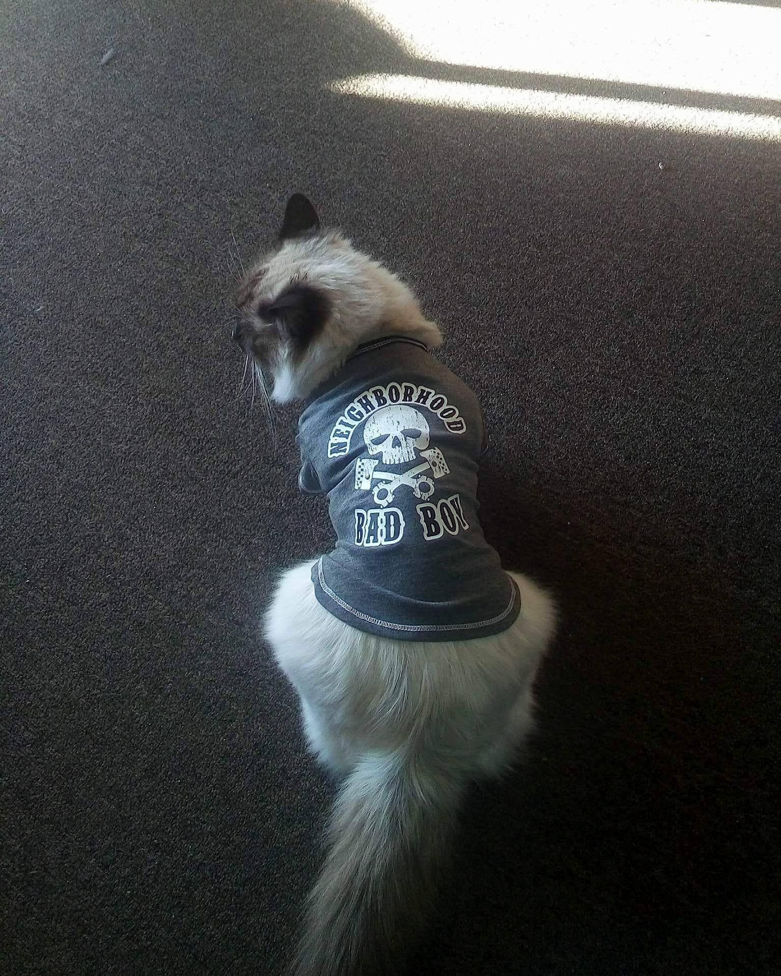 This Is Frumpkin. Badboy Catbooty