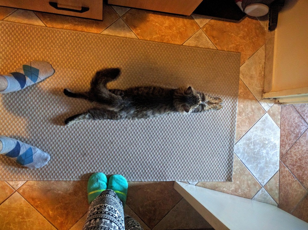 This Is How My Cat Likes to Sit.
