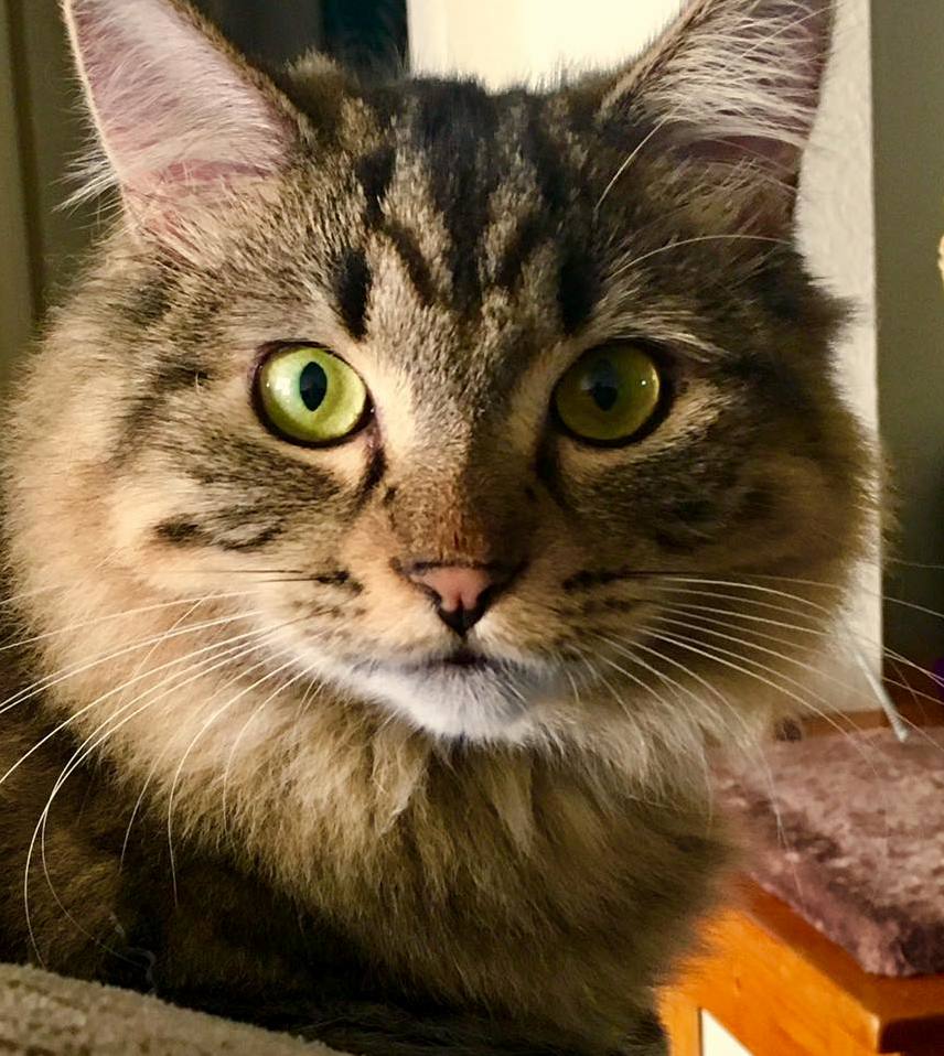 This Is Marv.