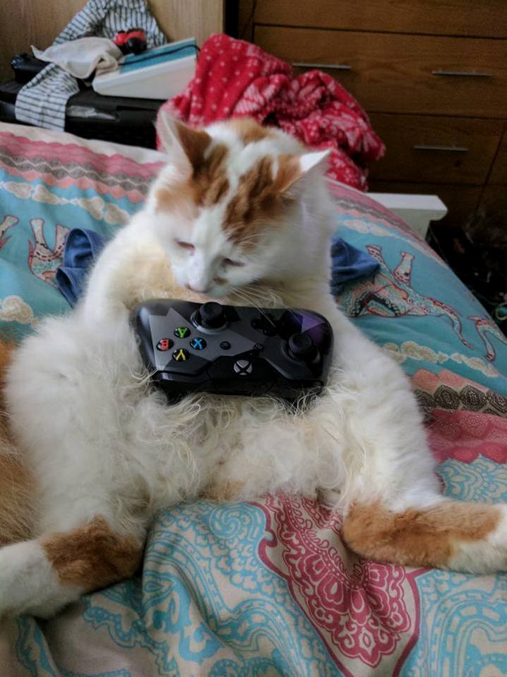 This Is Merry and Hes a Gamer
