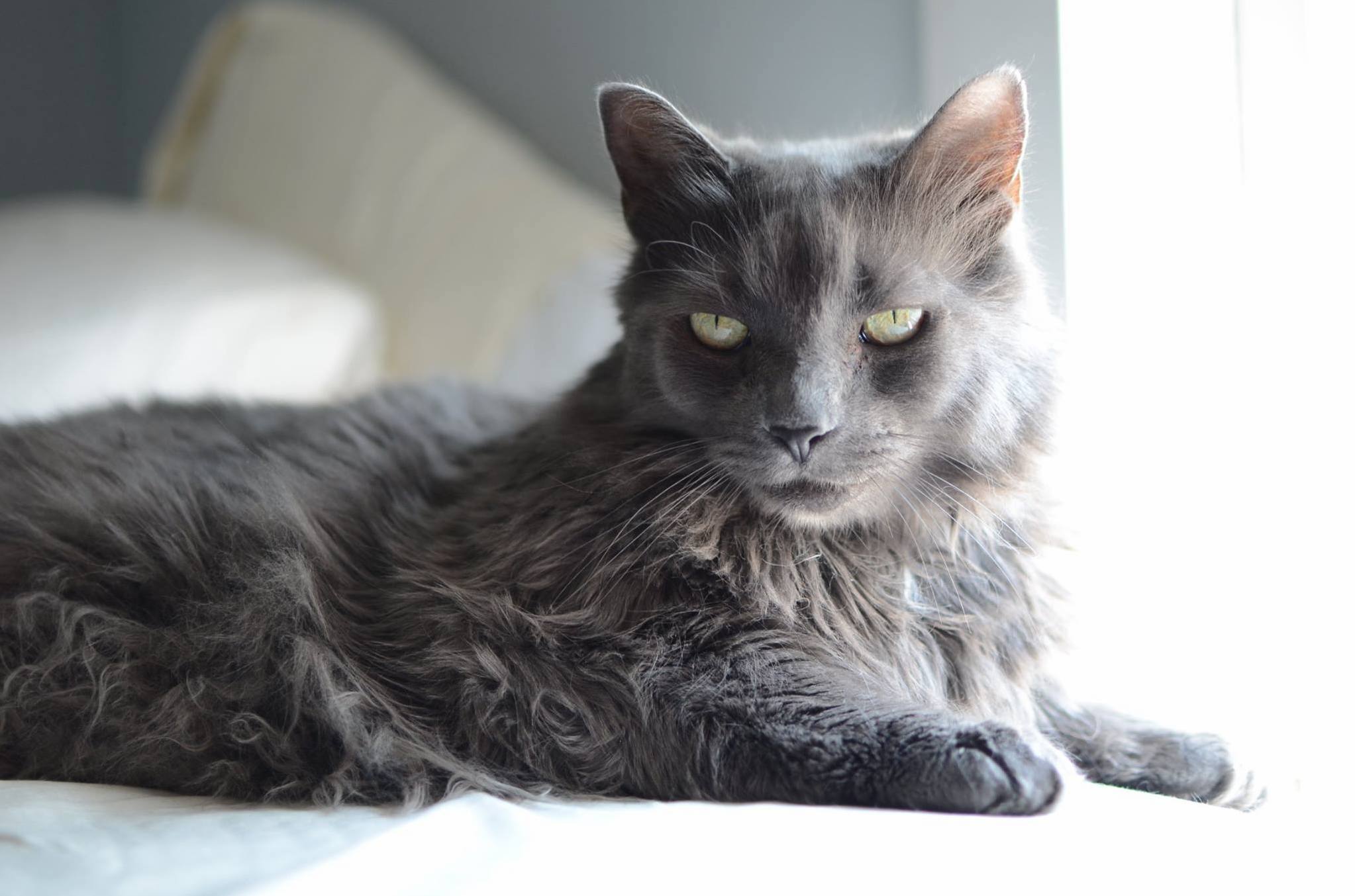 This Is My Floof. His Name Is Mike.