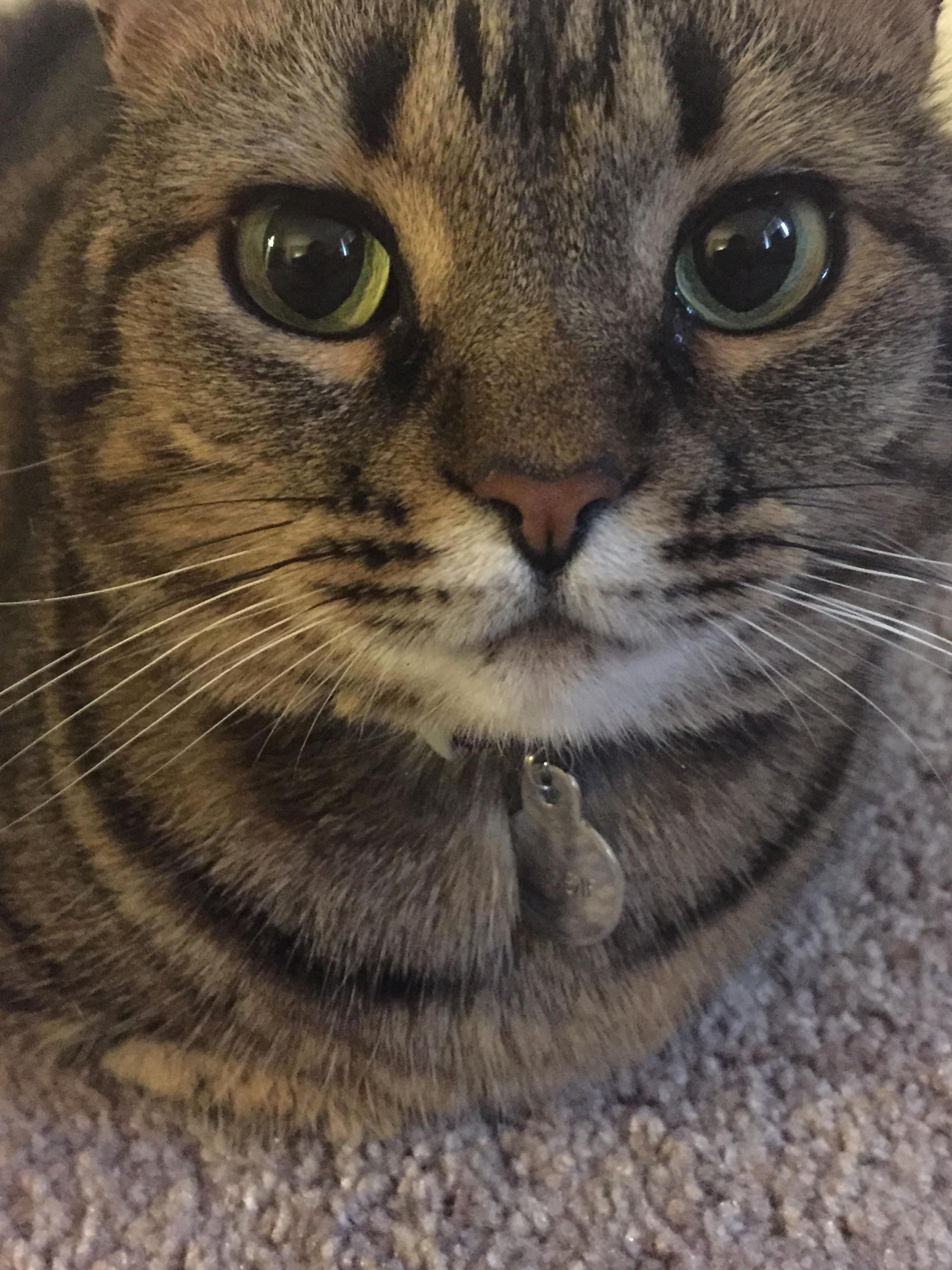 This Is My Fuzzy Little Shadow