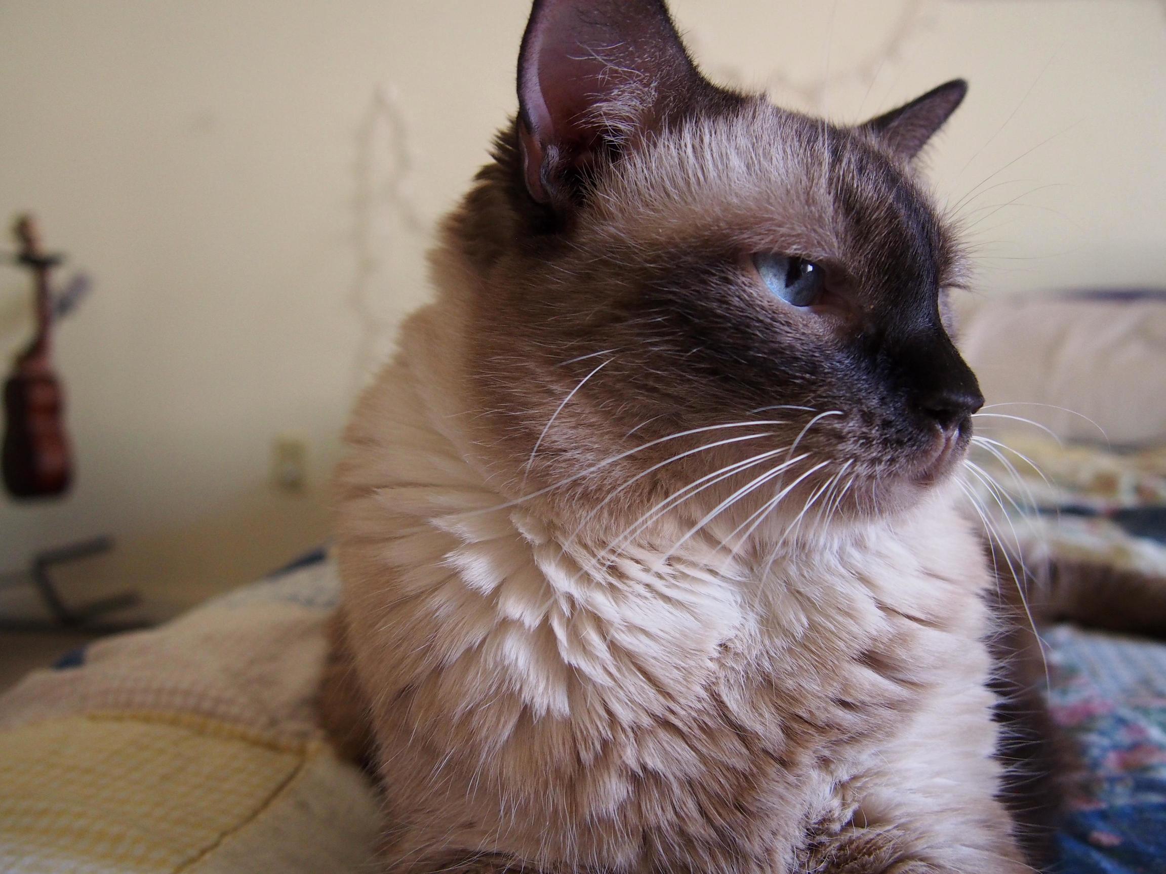 This Is Nellie. I Ve Always Thought She Looked Like a Cloudy Day at the Beach. Sandy Body Dark Grey Head Striking Blue Eyes.