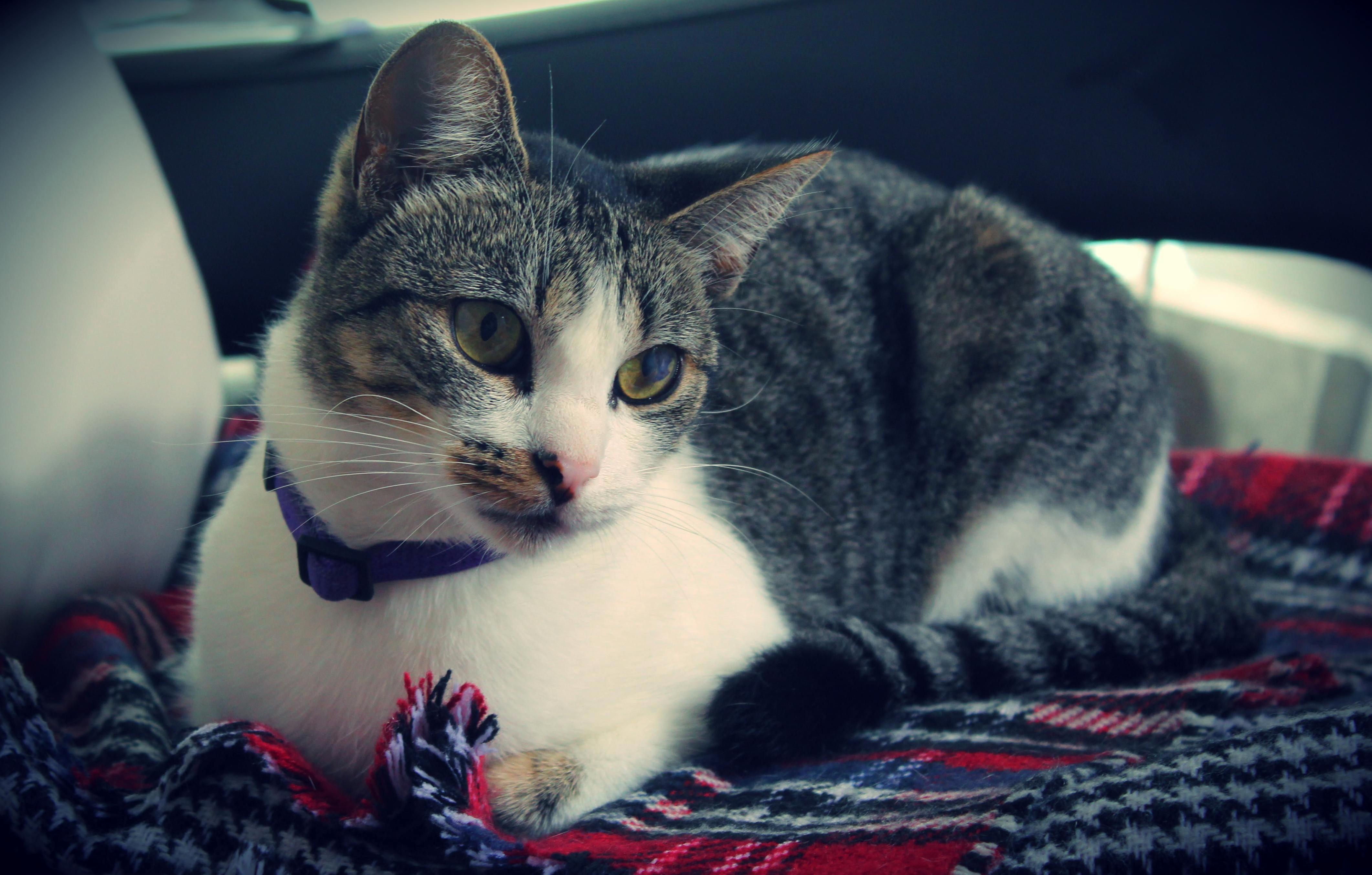 This Is Not Your Scarf... This Is My New Bed