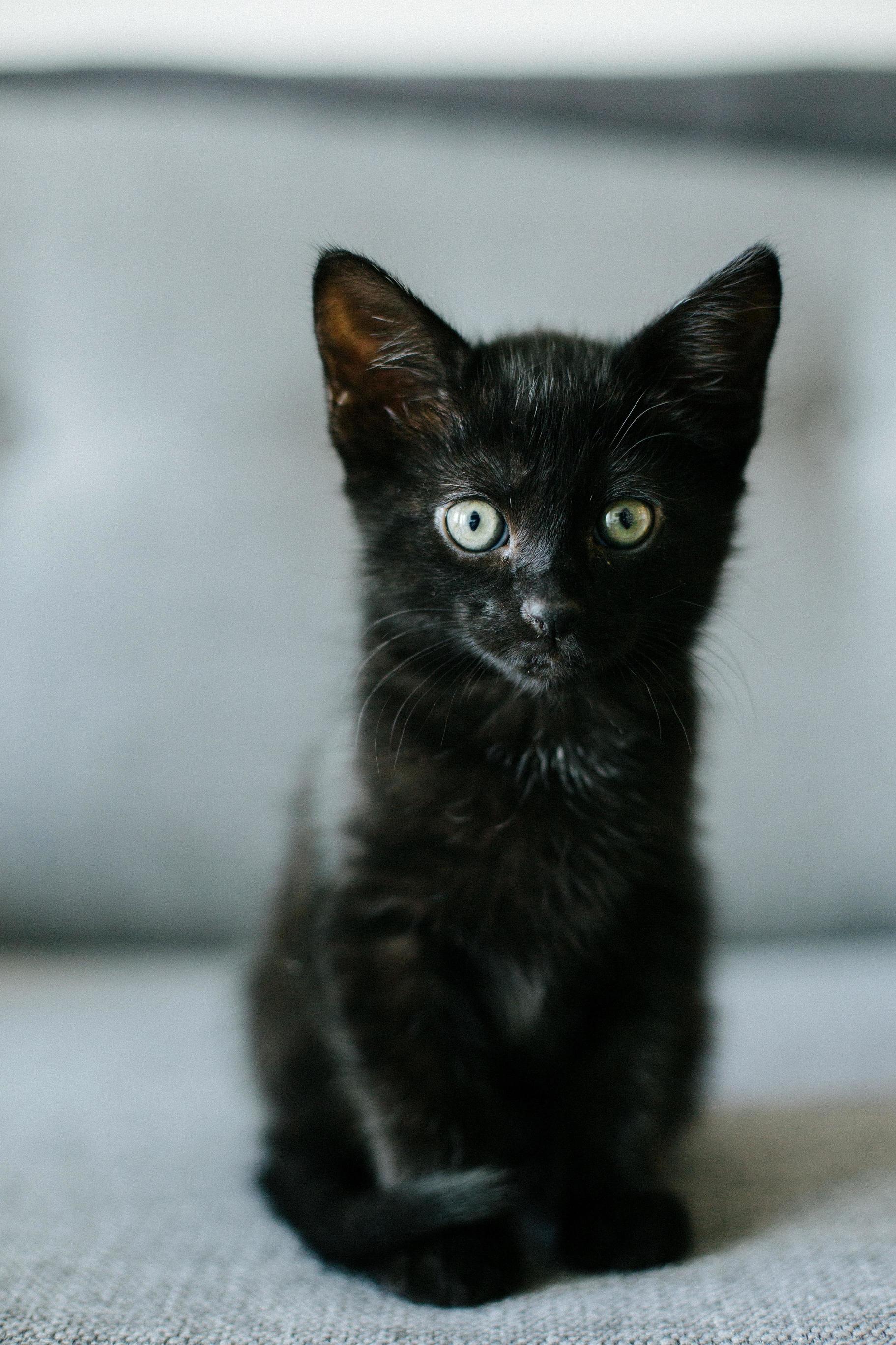 This Is Ophelia Raww