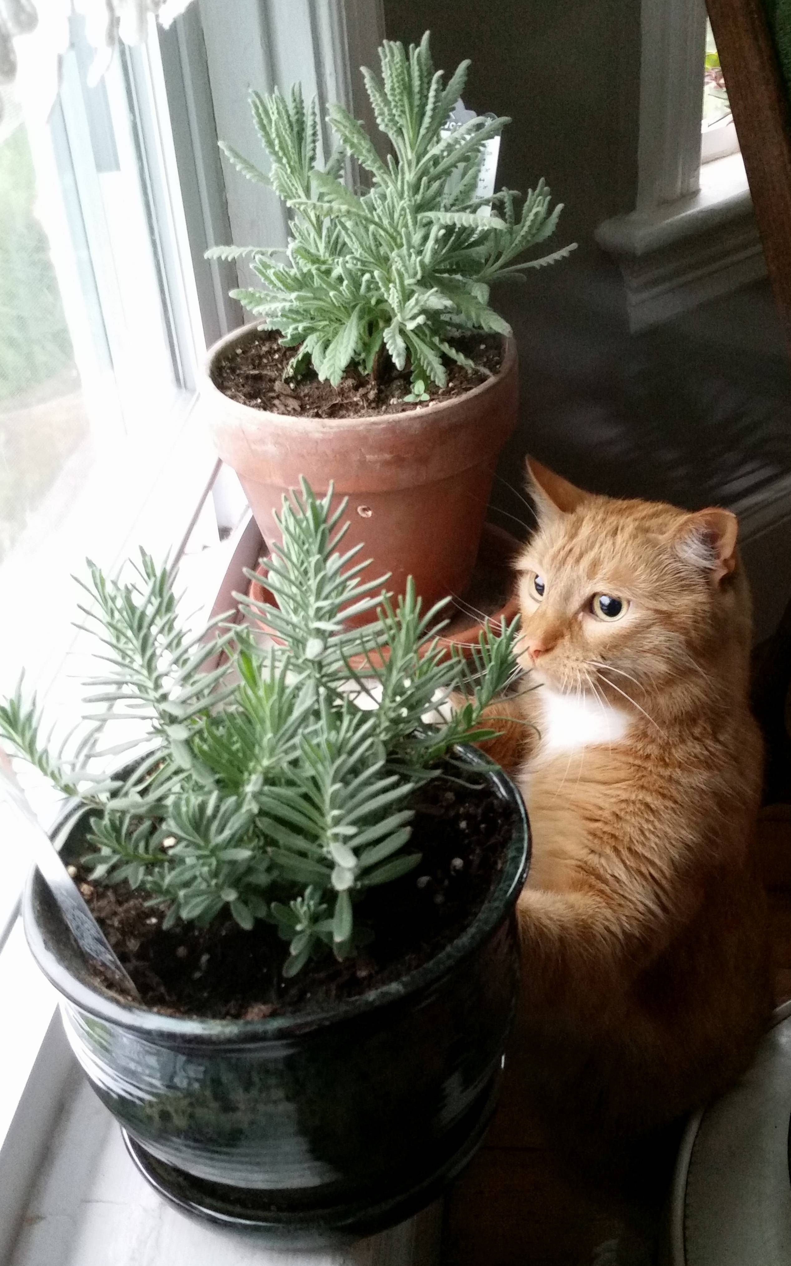 This Is Oscar. This Is What Oscar Looks Like When You Put a New Bird Feeder Outside the Window...